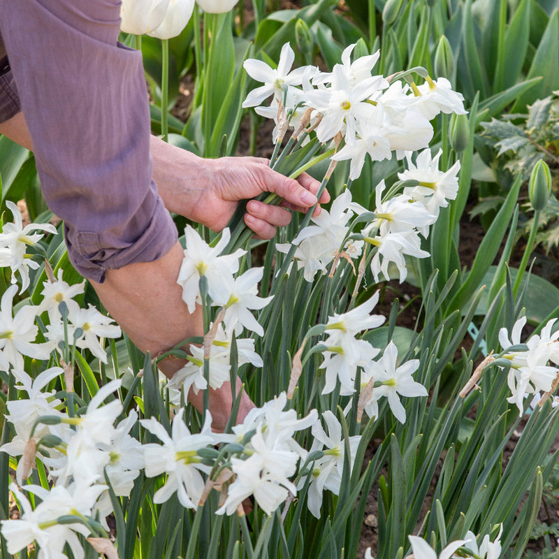 Narcissus 'Thalia' Bulbs