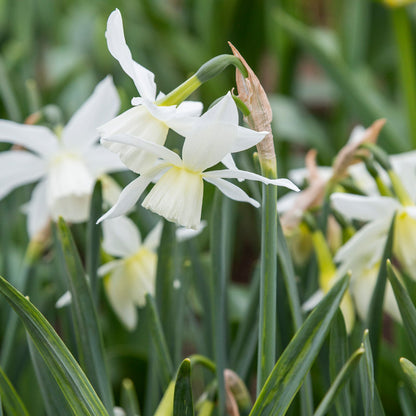 Narcissus 'Thalia' Bulbs