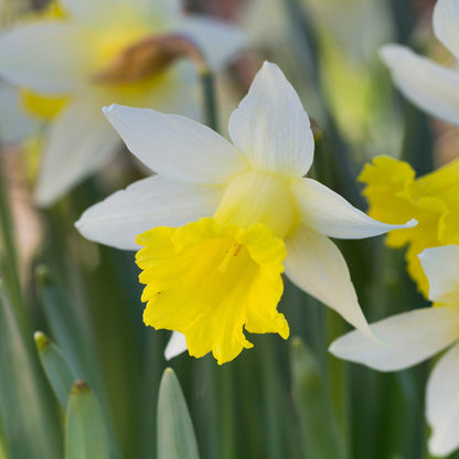 Narcissus 'Topolino' Bulbs
