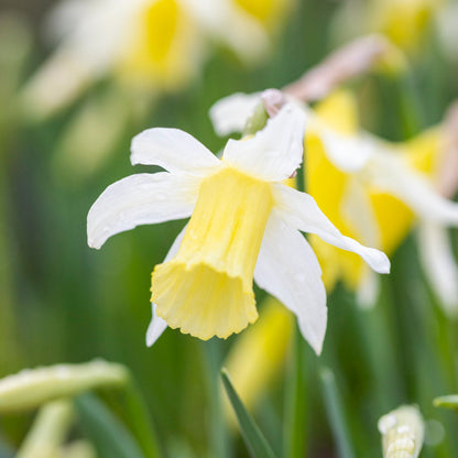 Narcissus 'Topolino' Bulbs