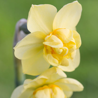 Narcissus 'Yellow Cheerfulness' Bulbs