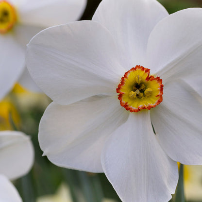 Narcissus actaea Bulbs