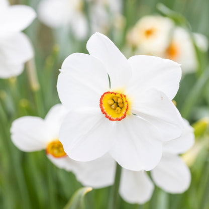 Narcissus actaea Bulbs