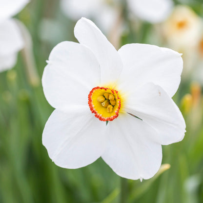 Narcissus actaea Bulbs