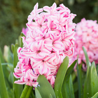 Hyacinth orientalis 'Fondant' Bulbs