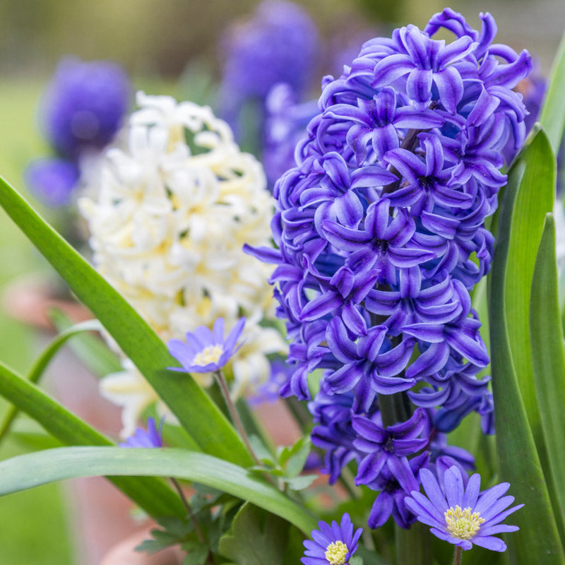 Hyacinth orientalis 'Delft Blue' Bulbs