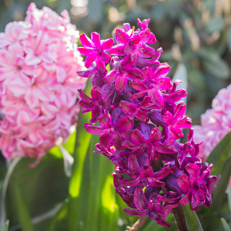 Hyacinth orientalis 'Woodstock' Bulbs