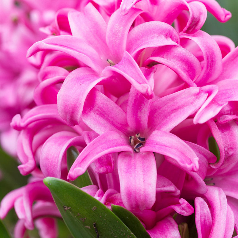 Hyacinth orientalis 'Pink Pearl' Bulbs