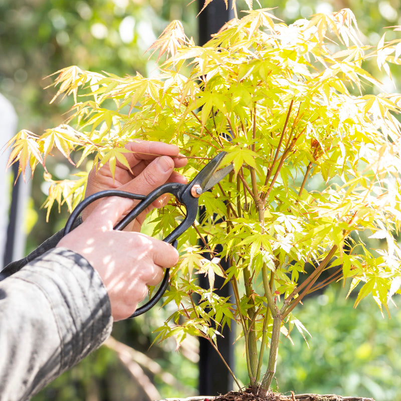 Bonsai Shears