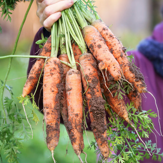 Carrot 'Autumn King 2' Seeds