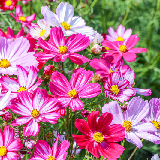 Cosmos bipinnatus 'Cosimo Bicolours Mix' Seeds