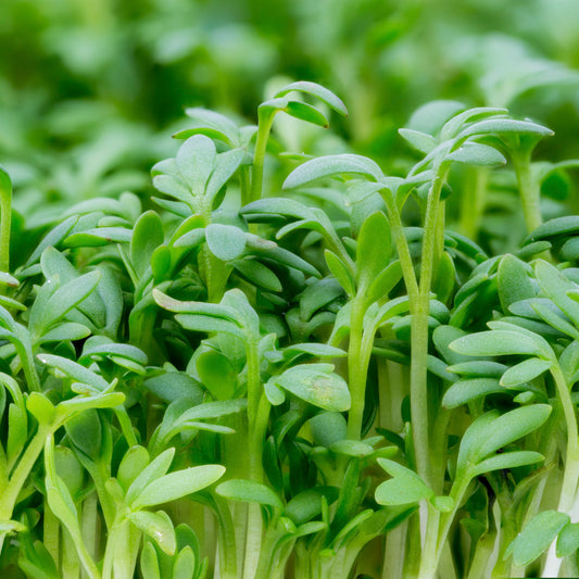 Cress Seeds