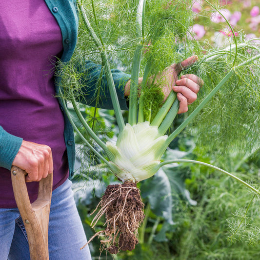 Florence Fennel 'Zefa Fino' Seeds