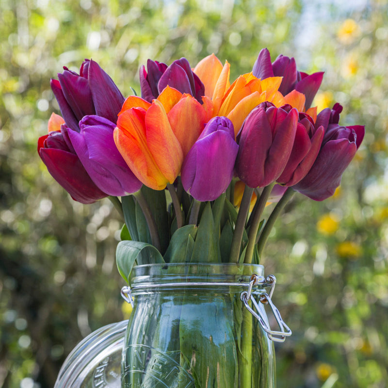 Tangerine & Velvet Tulip Collection