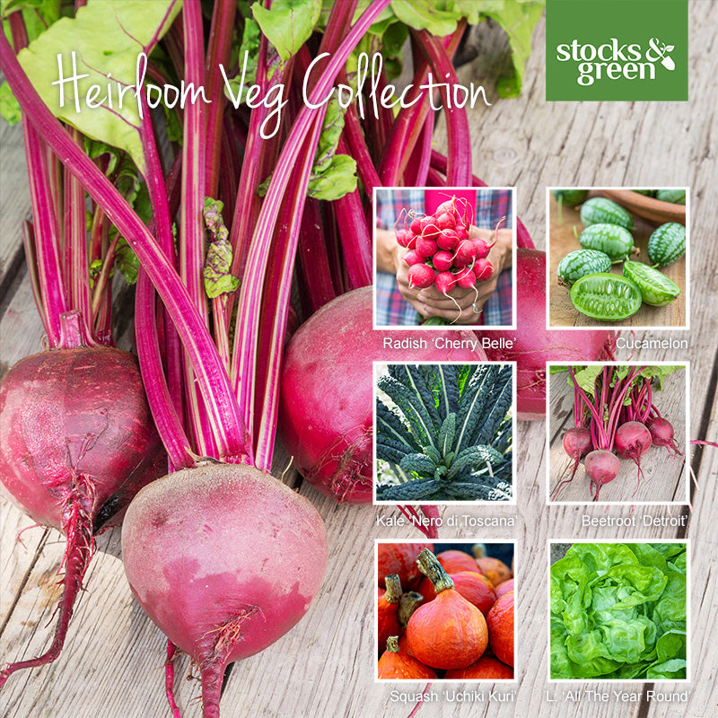 Heirloom Veg Collection – Stocks & Green