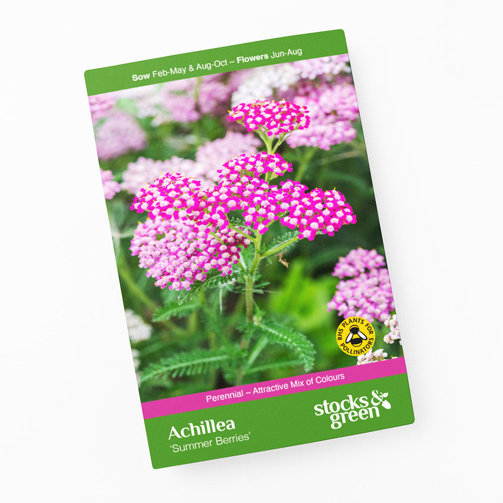 Achillea 'Summer Berries' Seeds