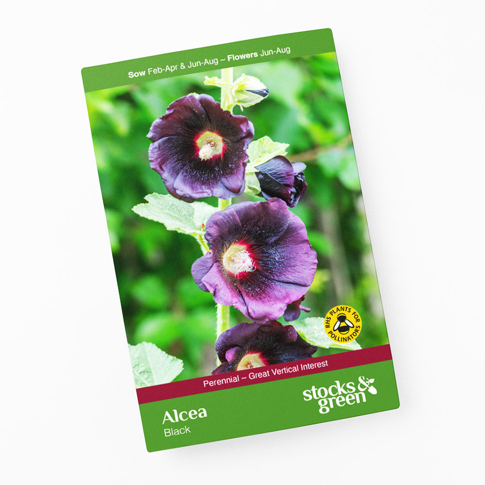 Alcea Black - Hollyhock Seeds