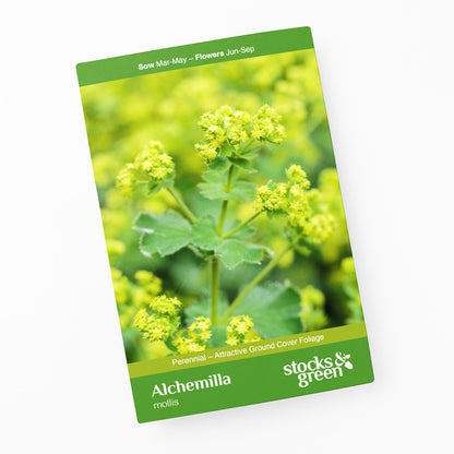 Alchemilla mollis - Seeds