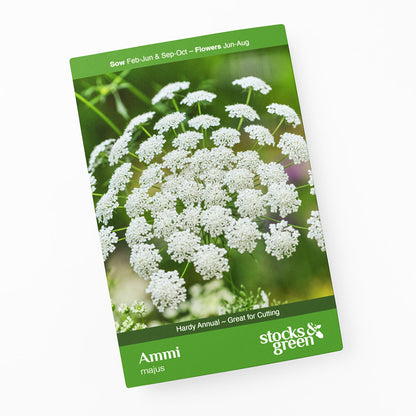 Ammi majus - Bishop's Flower Seeds