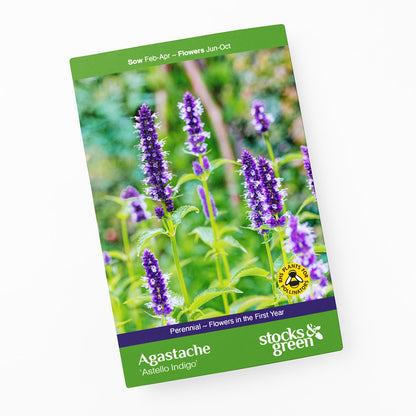 Agastache 'Astello Indigo' Seeds