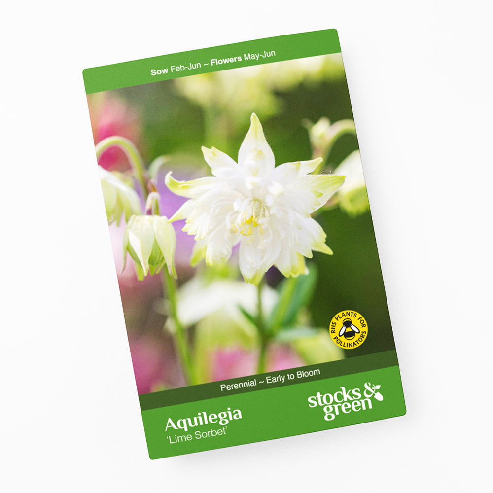 Aquilegia 'Lime Sorbet' Seeds