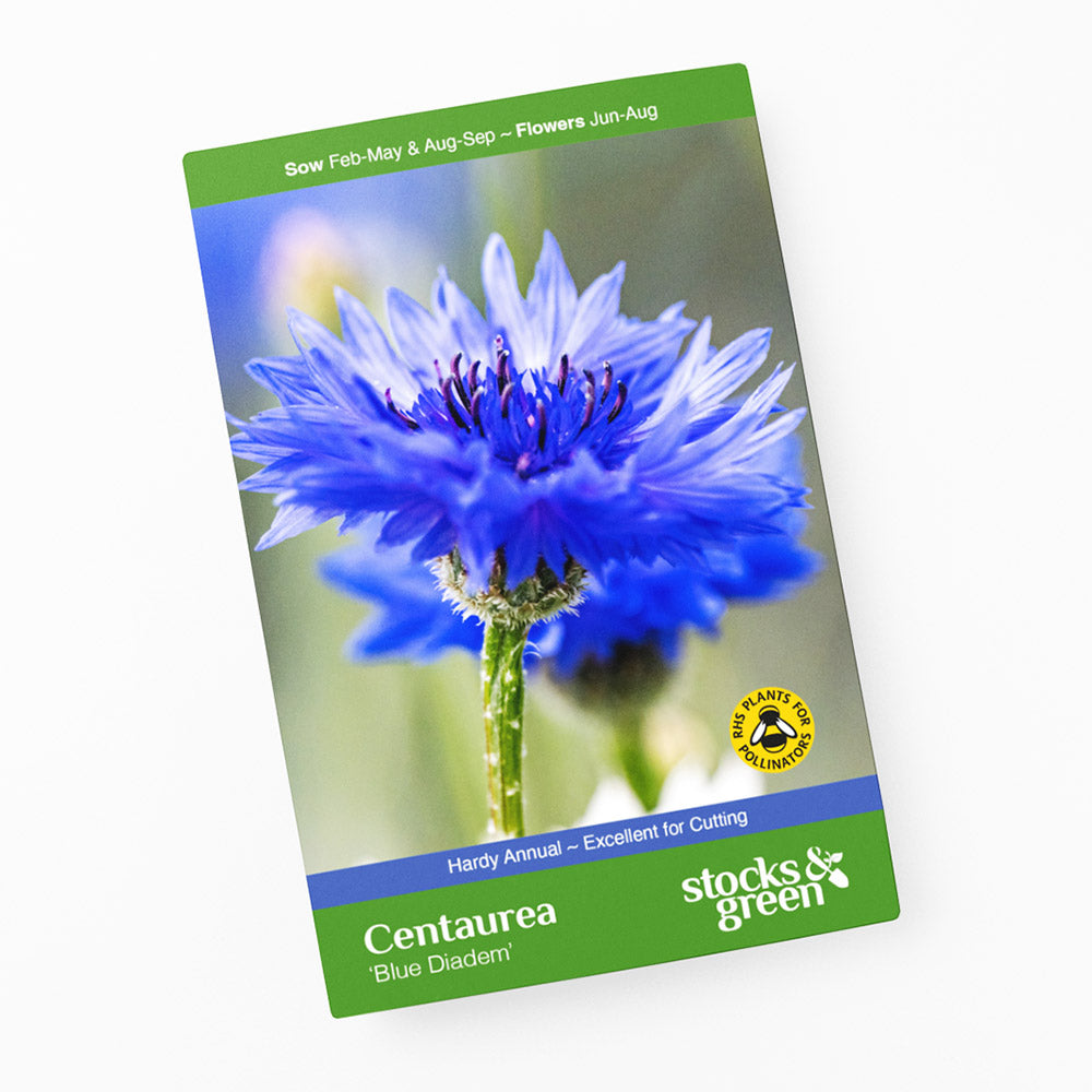 Centaurea 'Blue Diadem' Seeds