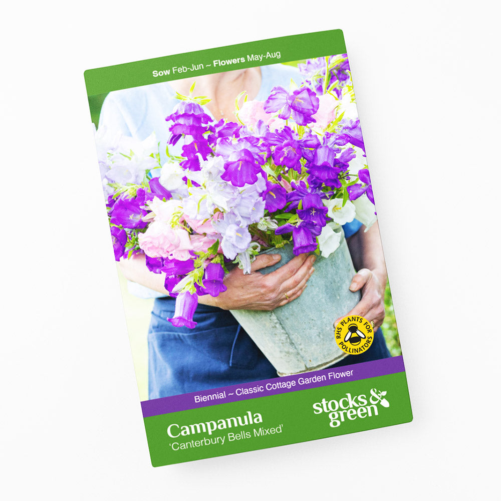 Campanula 'Canterbury Bells Mixed' - Seeds