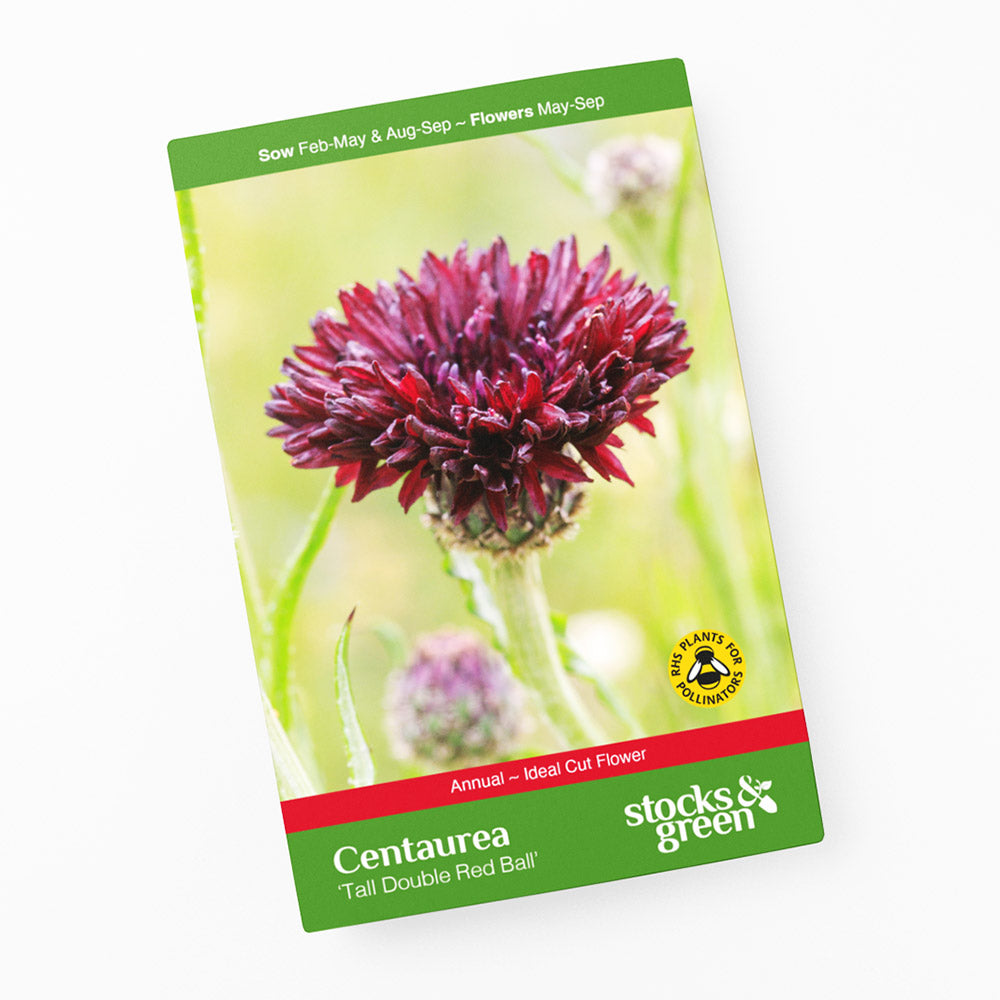 Centaurea cyanus 'Tall Double Red Ball' (Cornflower) Seeds