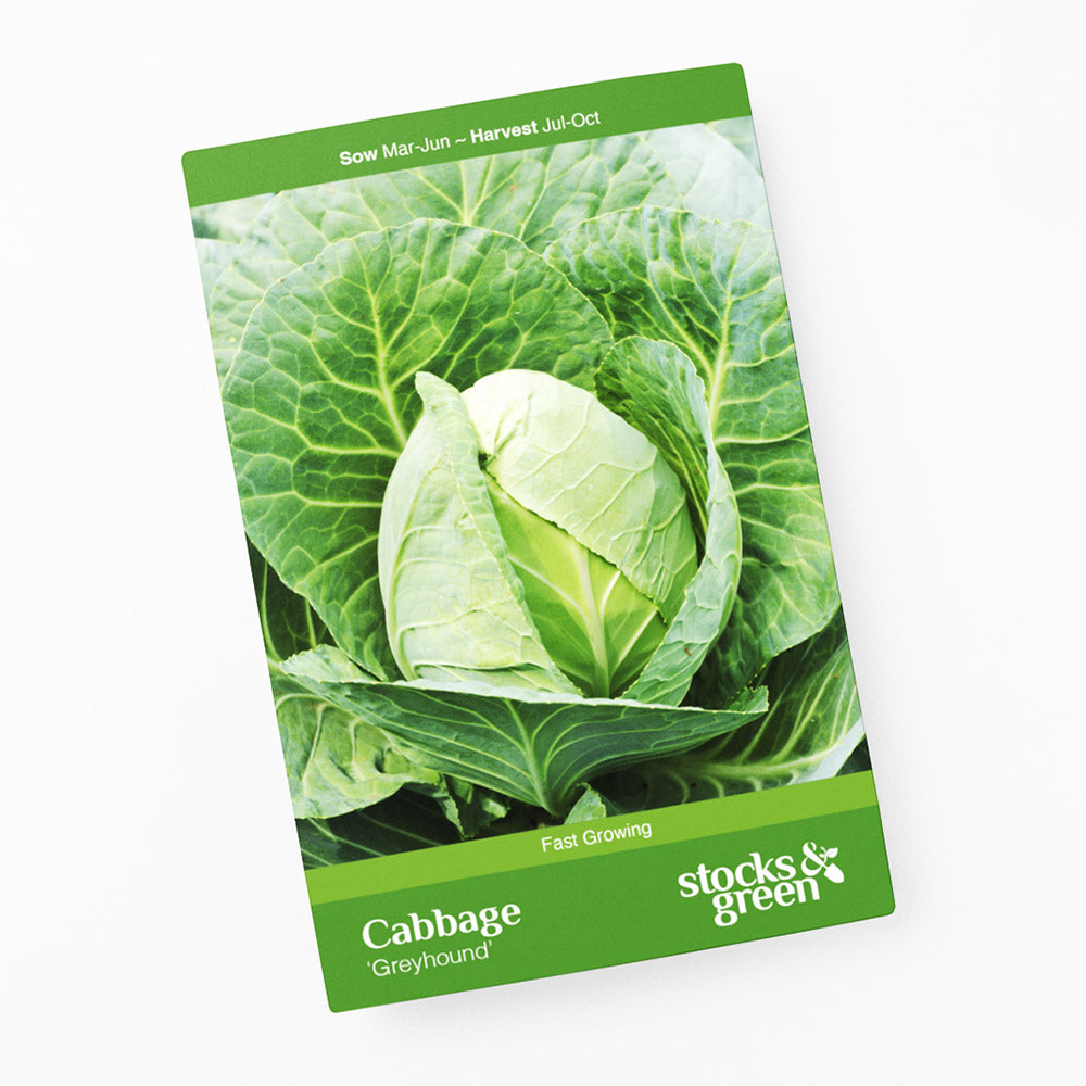 Cabbage 'Greyhound' Seeds