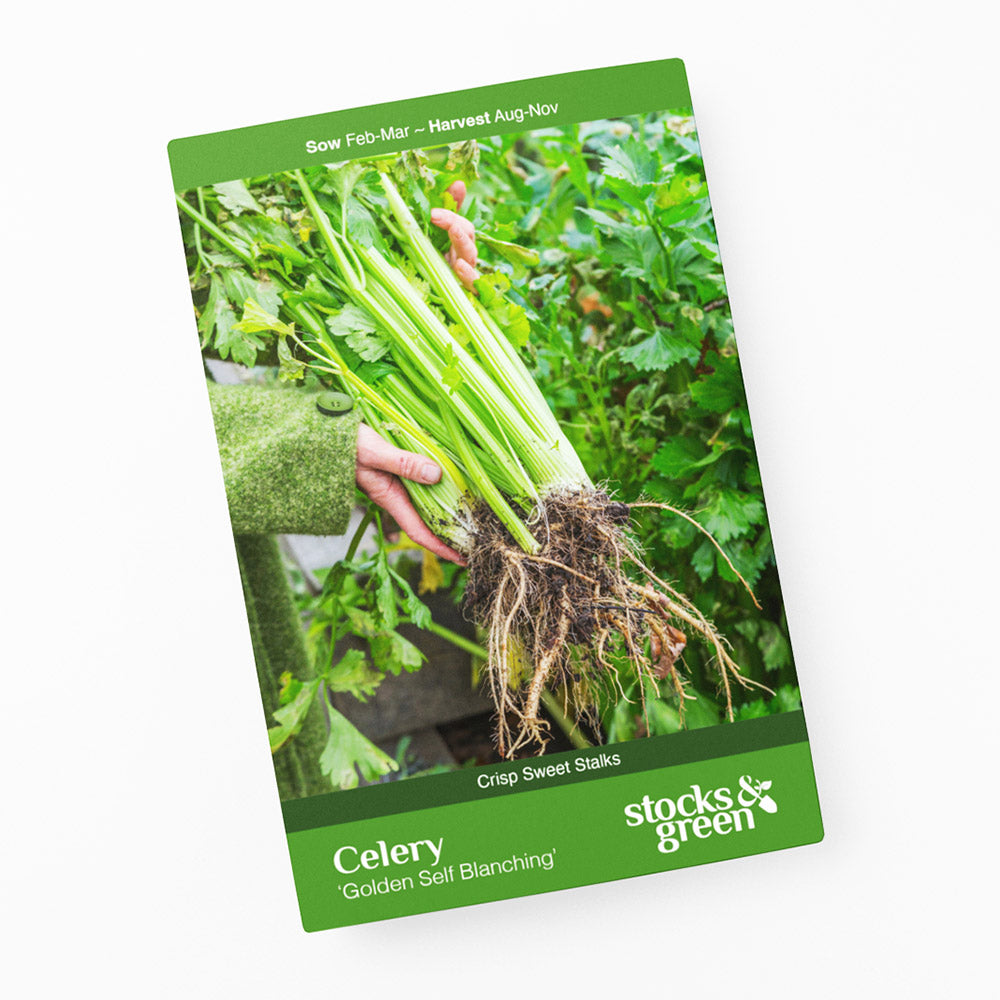 Celery – 'Golden Self Blanching' Seeds