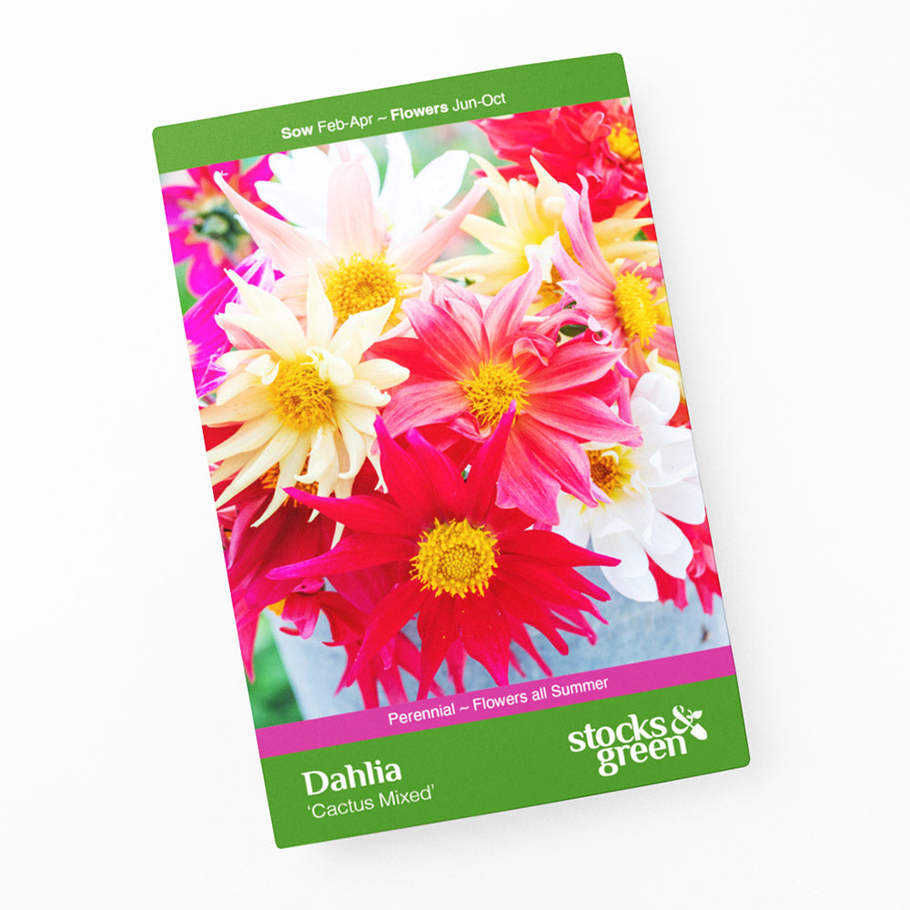 Dahlia 'Cactus Mixed' Seeds