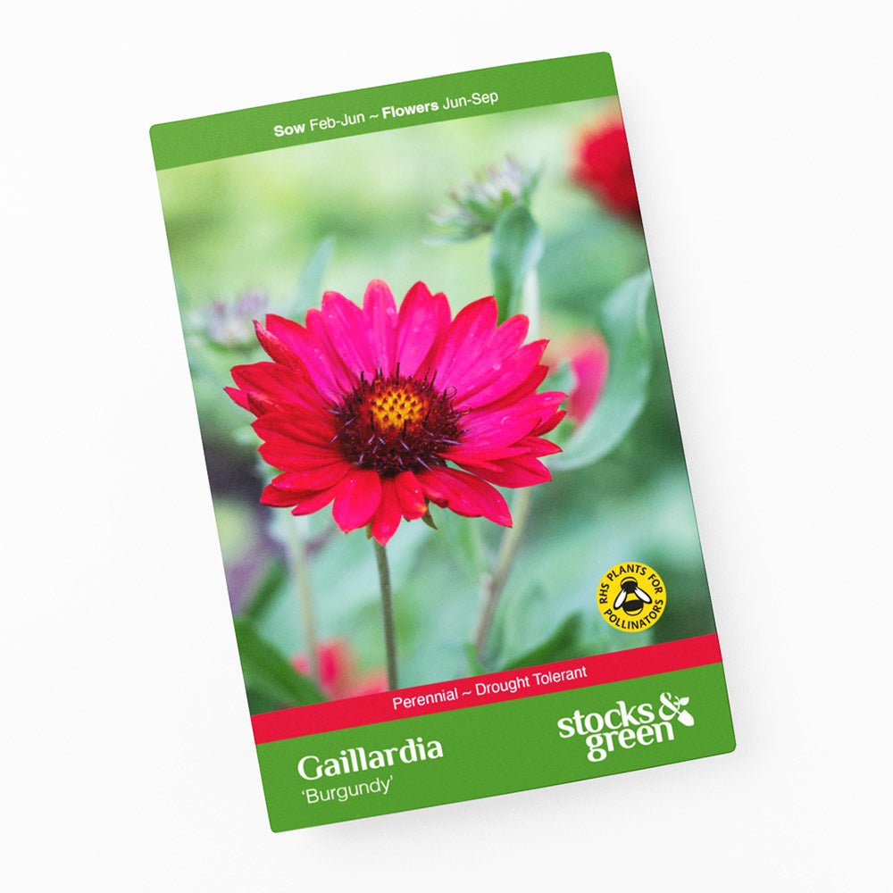 Gaillardia 'Burgundy' Seeds