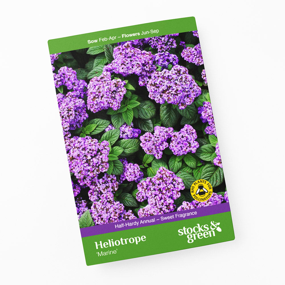 Heliotrope 'Marine' Seeds