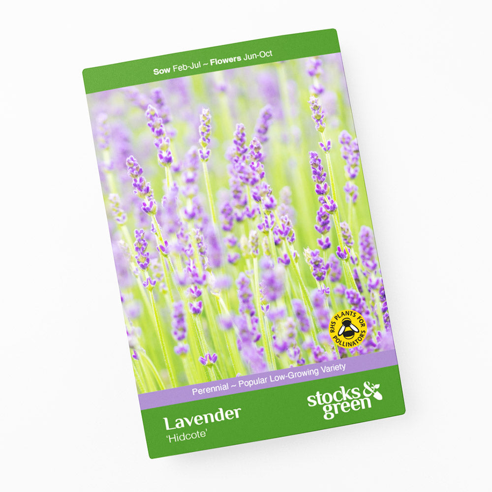 Lavender 'Hidcote' Seeds