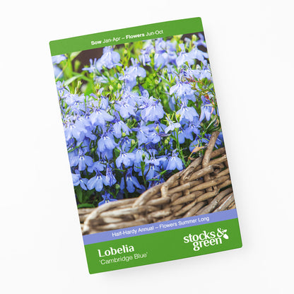 Lobelia 'Cambridge Blue' Seeds