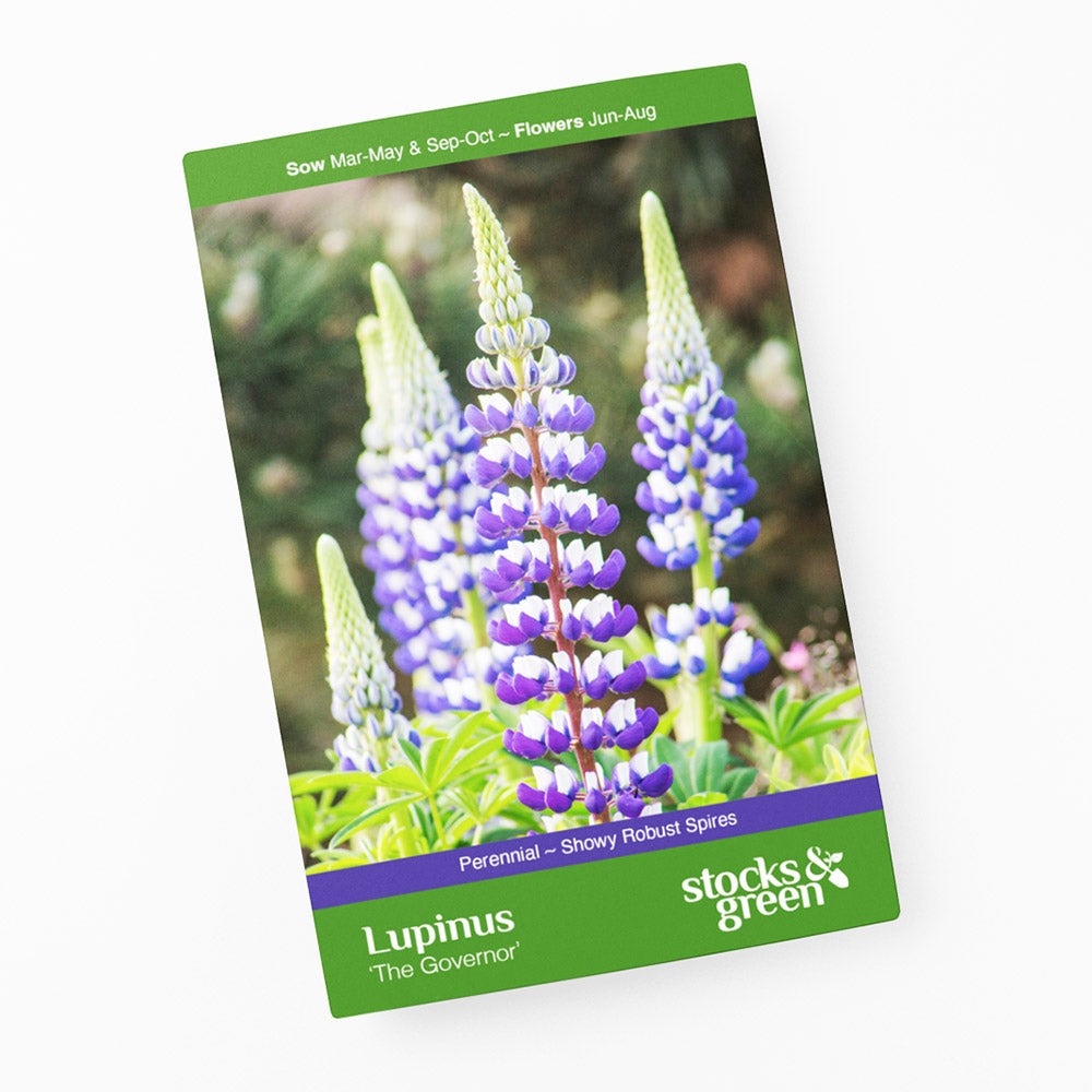 Lupinus 'The Governor' Seeds