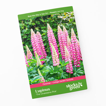 Lupinus 'The Chatelaine Pink' Seeds