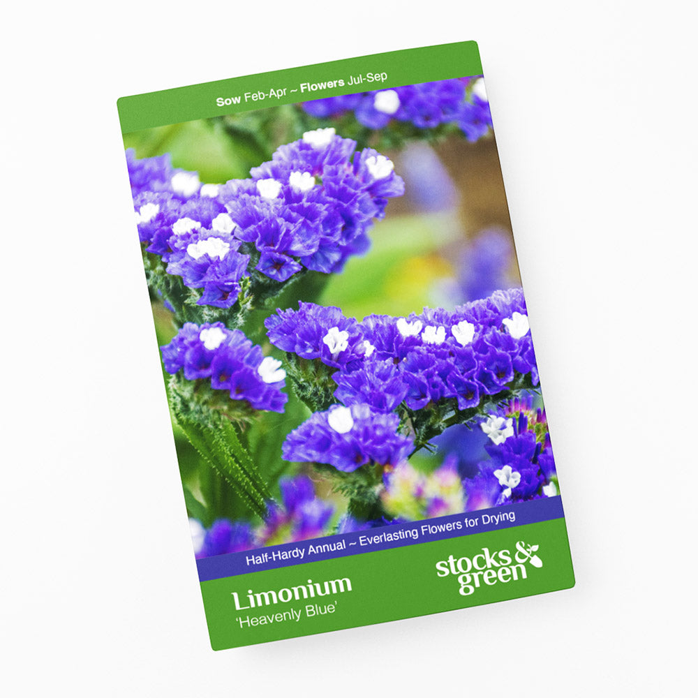 Limonium 'Heavenly Blue' Seeds