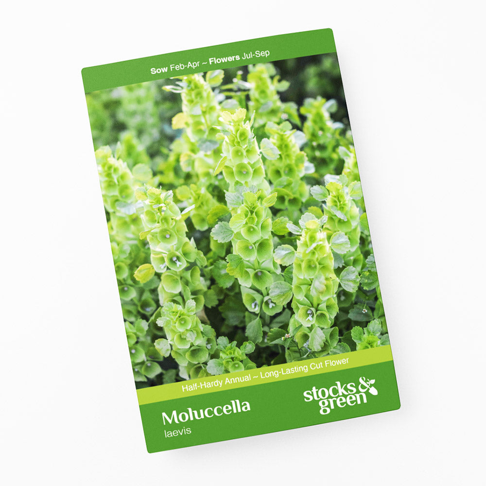 Moluccella laevis - Seeds