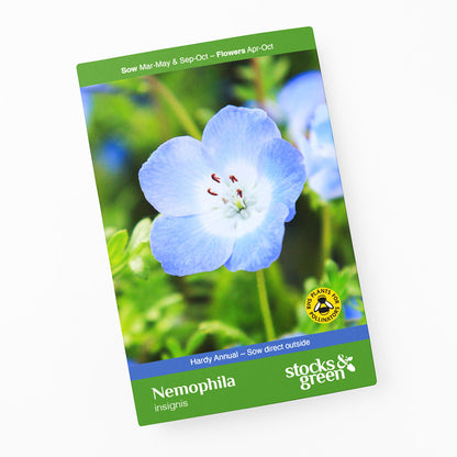 Nemophila insignis - Seeds