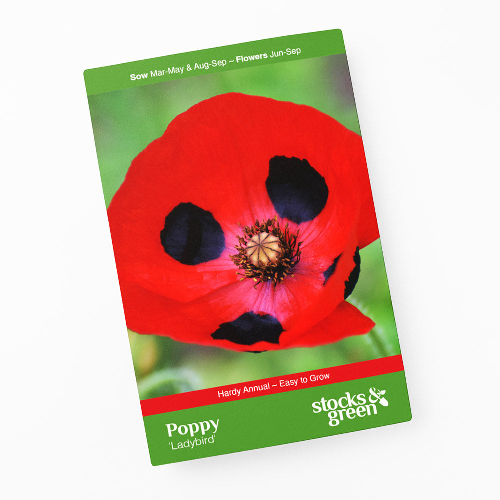 Papaver commutatum 'Ladybird' (Poppy) Seeds