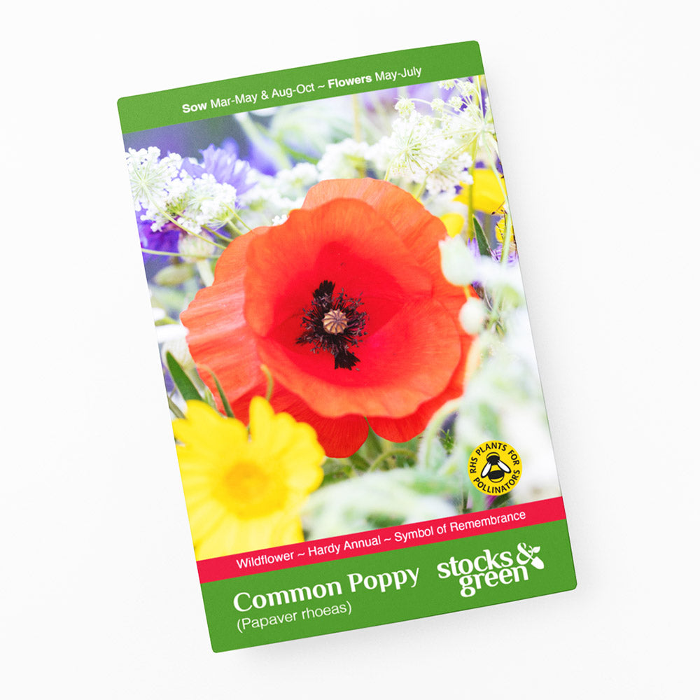 Papaver rhoeas (Poppy) Seeds