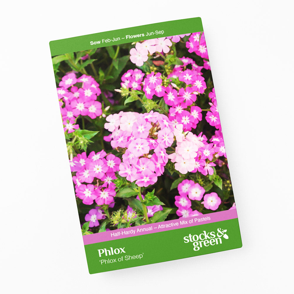 Phlox drummondii 'Phlox of Sheep' Seeds