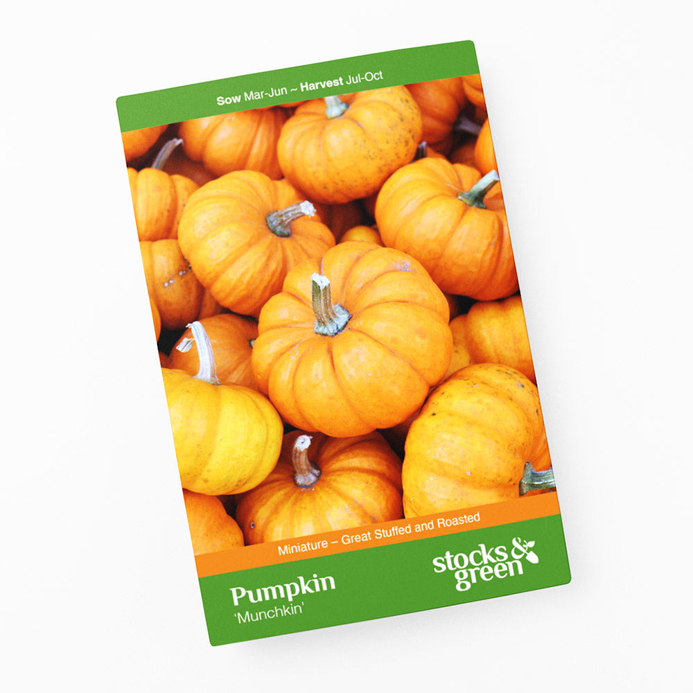 Pumpkin 'Munchkin' Seeds