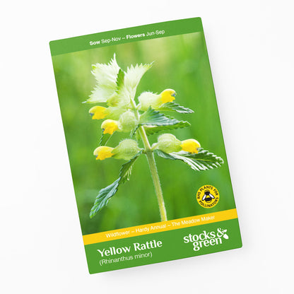 Rhinanthus minor (Yellow Rattle) Seeds