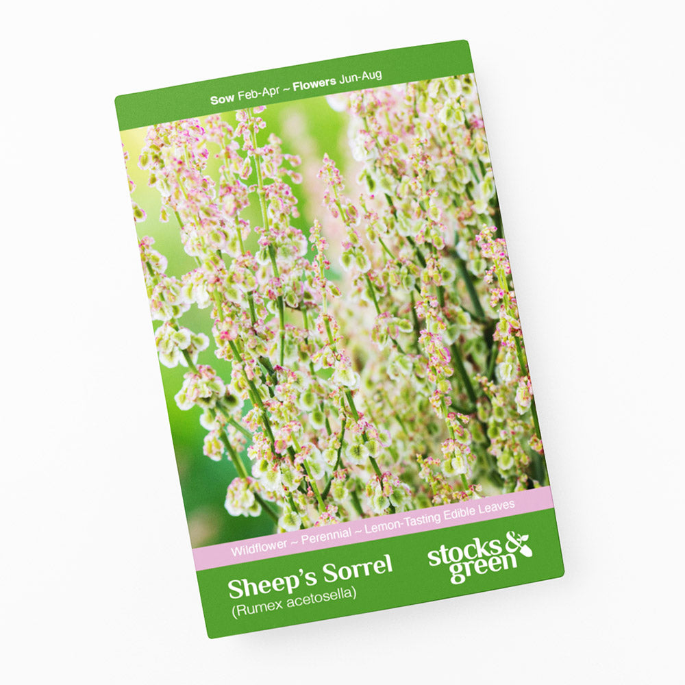 Rumex acetosella - Sheep's Sorrel Seeds