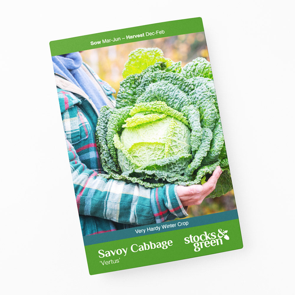 Savoy Cabbage 'Vertus' Seeds