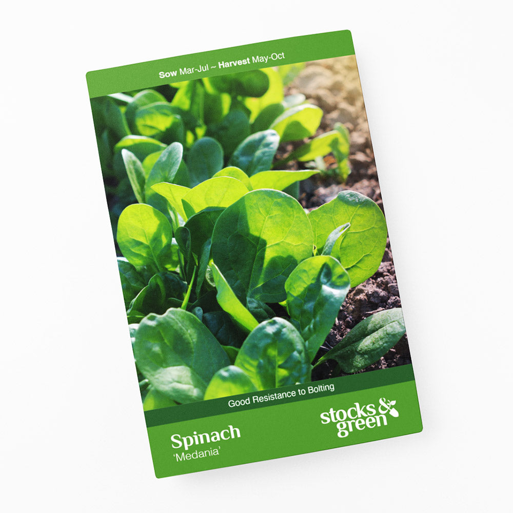 Spinach 'Medania' Seeds