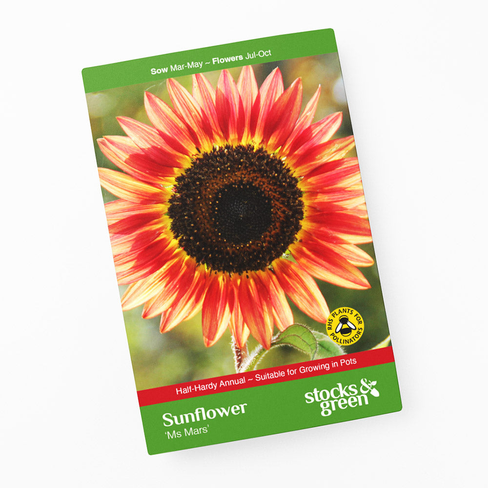 Helianthus 'Ms Mars' (Sunflower) Seeds