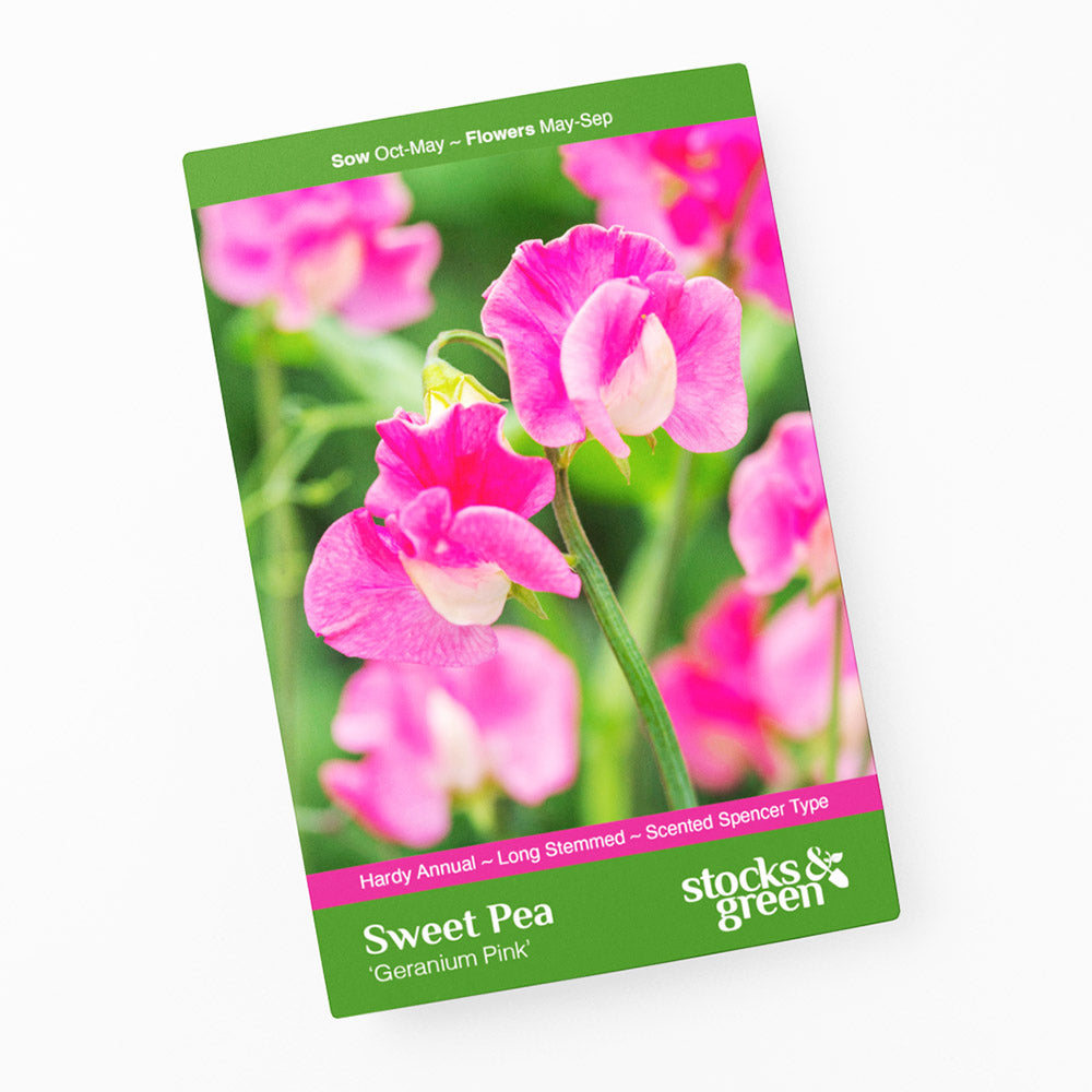 Lathyrus 'Geranium Pink'  (Sweet Peas) Seeds